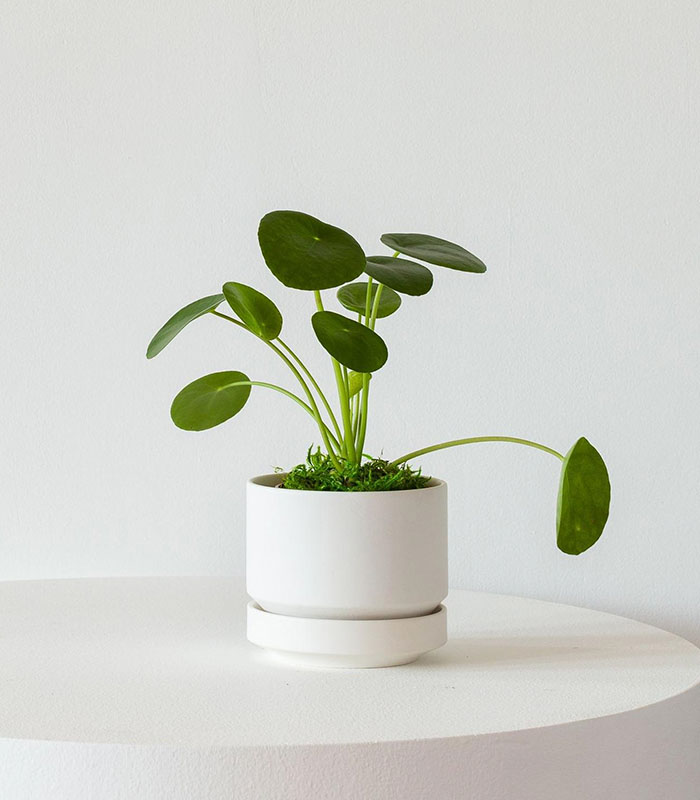 Pilea Peperomioides