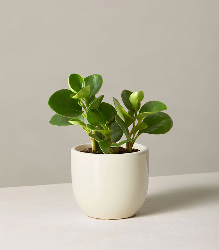 Peperomia Obtusifolia